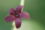 Maroon Carolina milkvine